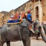 End Elephant Rides, Urges World Animal Protection During Citizens' Walk to Rajasthan Chief Minister on Occasion of World Elephant Day